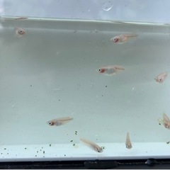 【ネット決済・配送可】めだか 紅ほっぺ稚魚 ダルマ、半ダルマ体型...