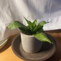 観葉植物　[サンセベリア］　16cm   3号