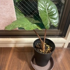 観葉植物　[名前不明］　38cm   3号