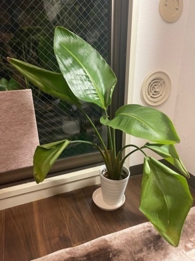 観葉植物　[ストレリチア］　43cm   4号