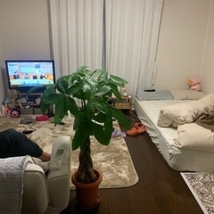 セミダブルベッド　Nスリープ