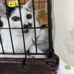 可愛い白黒猫のシフォンちゃん - 春日井市