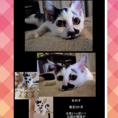 可愛い白黒猫のシフォンちゃんの画像
