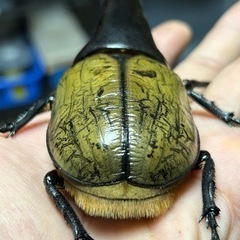 ヘラクレス・ヘラクレス　極短極太血統　Ｃ６８メテオ　ペア