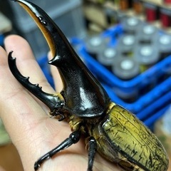 ヘラクレス・ヘラクレス　極短極太血統　Ｃ６８メテオ　ペア