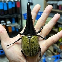 ヘラクレス・ヘラクレス　極短極太血統　Ｃ６８メテオ　ペア