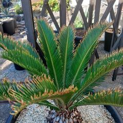 まるでホリダス？芋部分がホリダスみたい？金環ソテツ