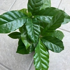 観葉植物　コーヒーの木