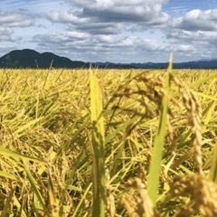 新米🌾令和5年収穫の玄米30㌔　有機肥料米、減農薬です。
