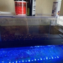 120㎝オリジナリ上部濾過とレイシーたて形ポンプP425セット