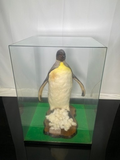 ペンギン 剥製 オブジェ [本物剥製] イワトビペンギン 身長39cm 台座