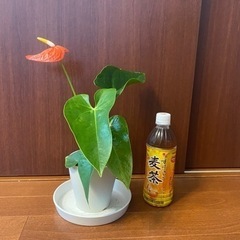【観葉植物】アンスリウム オレンジチャンピオン 35cm