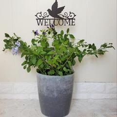 【💖Thankyou💖】トレニア・ルリマツリ紫の花2種類🌿観葉植物🌿