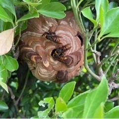 蜂駆除行います