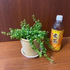【観葉植物】ピレア・ディプレッサ 4号鉢 