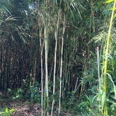 鑑賞用大名竹5本立つ