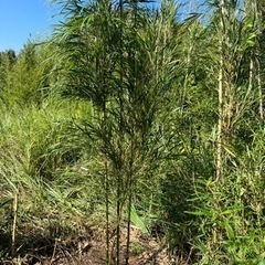 鑑賞用大名竹4立つ