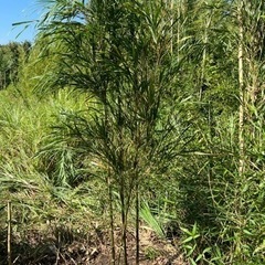 鑑賞用大名竹4立つ