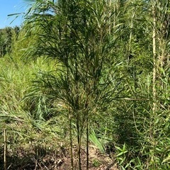 鑑賞用大名竹4立つ