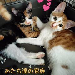 保護猫達の里親募集【子猫🐾】 − 滋賀県