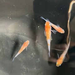 【取引中】紅白ラメメダカ　稚魚20匹（針子抜け）小さめ