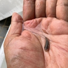 ドクターフィッシュ(ガラルファ)