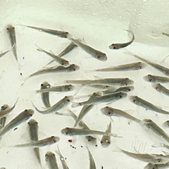 ドクターフィッシュ(ガラルファ)