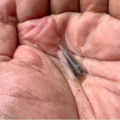 🐟( ˆᴗˆ  )/☆ドクターフィッシュ♪♪♫