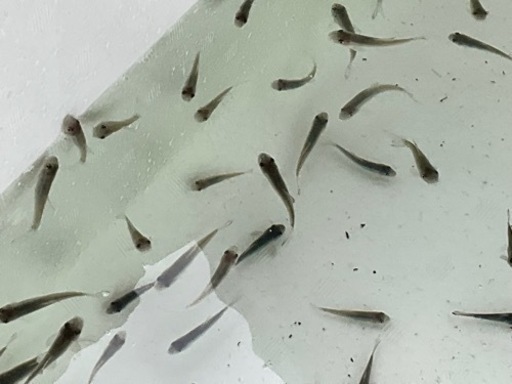 ˆᴗˆ )/☆ドクターフィッシュ♪♪♫ - その他 