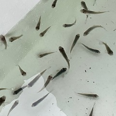 🐟( ˆᴗˆ  )/☆ドクターフィッシュ♪♪♫