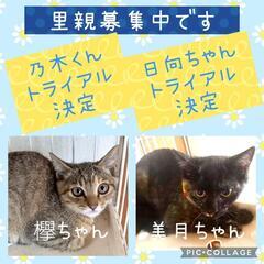 ★里親様✨募集致します★元町エリア子猫4匹