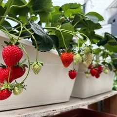 いちご苗🍓値下げ‼️