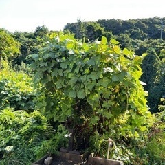 樹木の名を教えてください