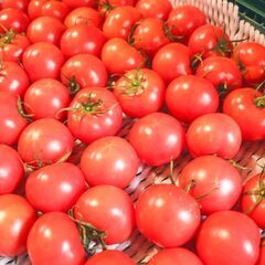 【トマトハウス農園での収穫作業】10月～来年7月中旬までの短期！...