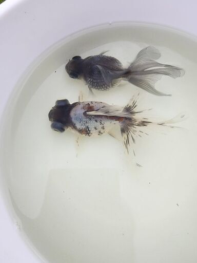 金魚【穂竜】