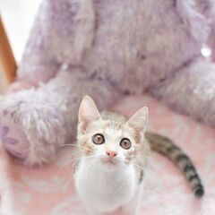 9月17日（日）💟💟三鷹で猫の譲渡会💟💟　ミケの女の子生後３ヶ月...