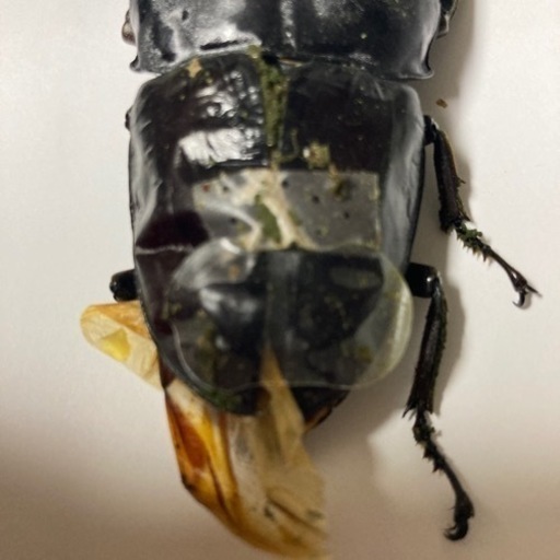 スマトラヒラタクワガタ 極太血統 ③ 受け渡し決まりました。