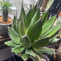 大株アガベホリダ最終値下げ