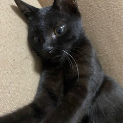 黒猫 約4ヶ月 雄 優しい子