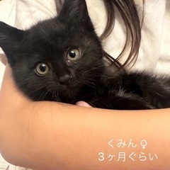 大刀洗町⌘猫譲渡会初開催！「9/24 10:30〜14:30」