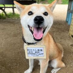 話中　一時募集停止　福岡県動物愛護センターより保護　柴犬　仮名 貴船