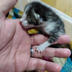 生後１週間の子猫 − 宮崎県