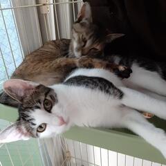 3兄妹☆アイラインが綺麗な美人猫、春ちゃん♡ - 猫