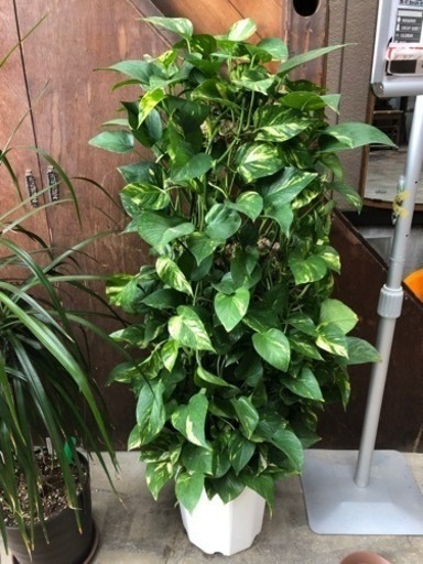 ポトスなど、観葉植物