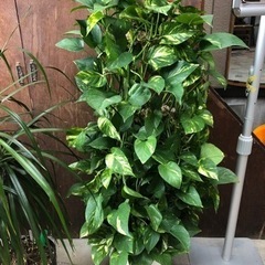 ポトスなど、観葉植物