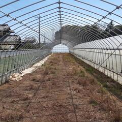 38m残り1棟。農業　資材　中古　ハウス部材一式　38メートル。ご自分で解体してください。日本人限定取引です。見学に来た方は大幅値引きします。 50m残り1棟、38m残り1棟。農業 資材 中古 ハウス部材一式 50メートル。