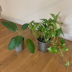 観葉植物・IKEAプランター