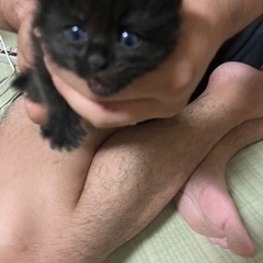 黒い子猫です