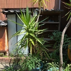 観葉植物　ドラセナ　大きいです