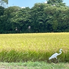 今週日月お渡し❗️【今週新米】能登産コシヒカリ(減農薬)